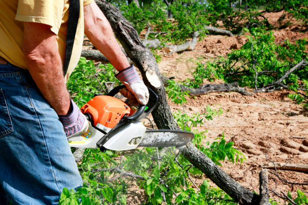 Best Stump Grinding and Removal  in Sayre, PA